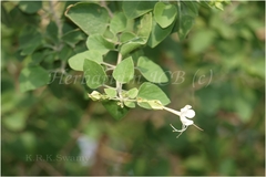 Clerodendrum phlomidis